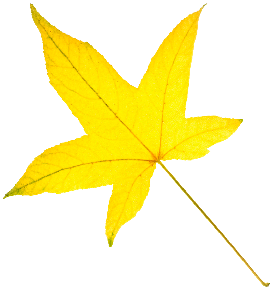 yellow leaf clip art - photo #15