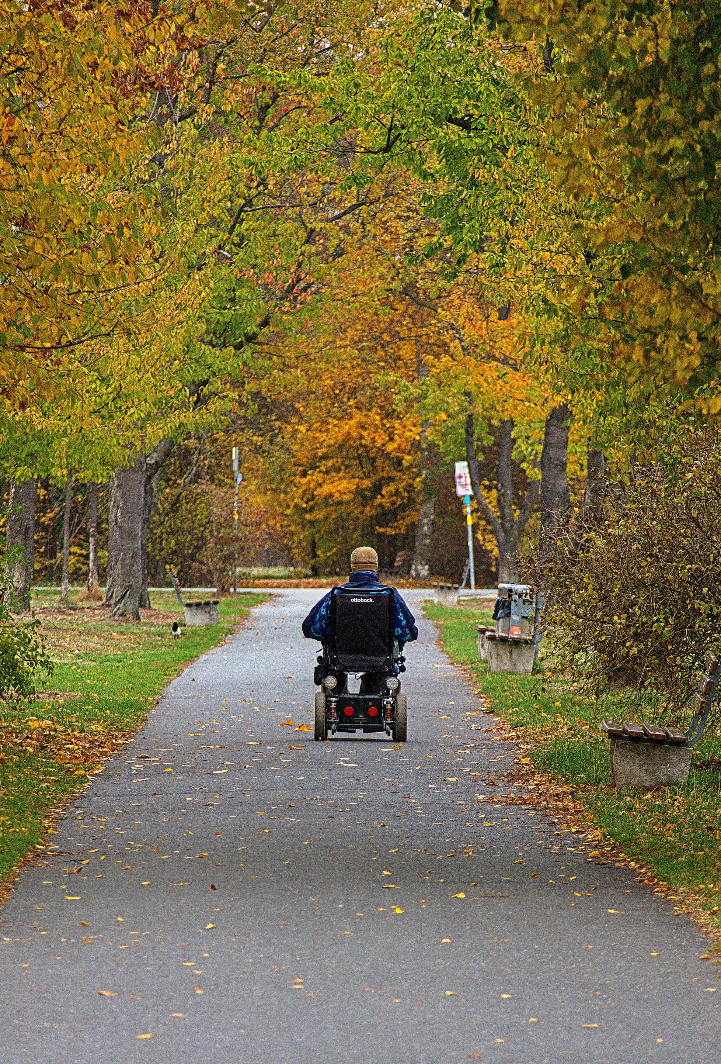 wheelchair, autumn, park, drive, man, movement, senior, leaf coloring, fall foliage, mood
